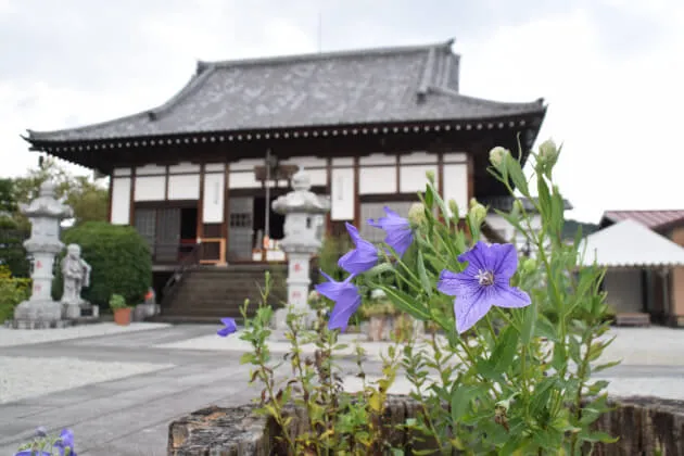 多宝寺　桔梗　キキョウ